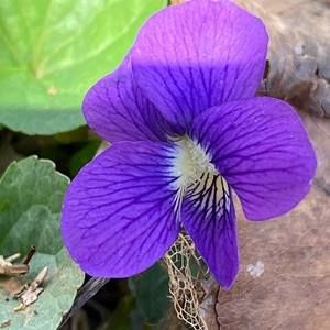 Meet your Posher, Billye